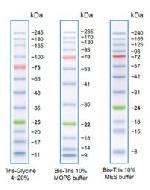 GangNam-STAIN Prestained Protein Ladder, Ready to use, 12bands between 10 kDa to 245 kDa, 240 applications, 0.75ml